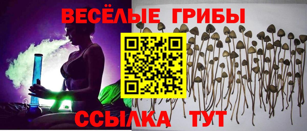 Галлюциногенные грибы прущие грибы  Вход с VPN  Красный Сулин  Псилоцибиновые грибы Cubensis 